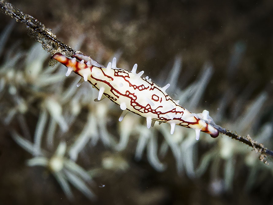 Phenacovolva poppei